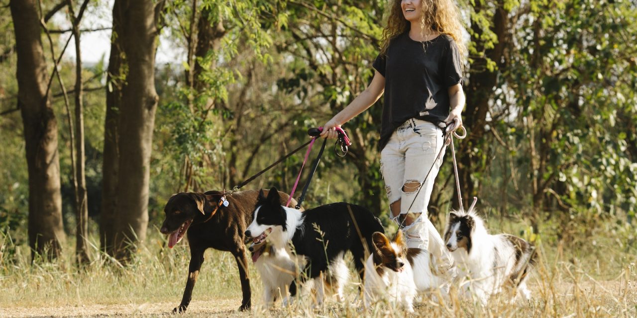 Dog walking: from side hustle to viable business