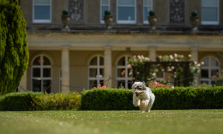 WagIt’s Inaugural Re-Treat: A Haven for Canine Companions at Down Hall, Essex