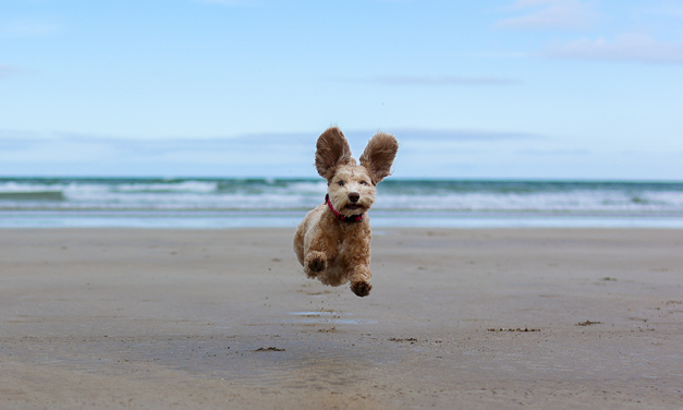 Vet’s Joyful Photo of Dog Wins People’s Choice Award in Veterinary Photography Competition