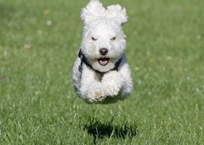 25. John-Young_Flying-Poodle | The Comedy Pet Photography Awards 2023