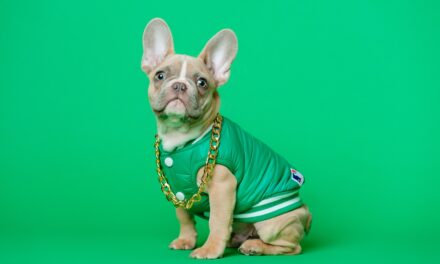 French Bulldogs and Cockapoos Top UK’s Most Popular Puppy Breeds