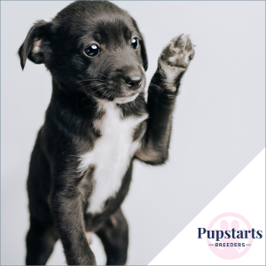 Puppy Socialisation for Breeders Online Training Course