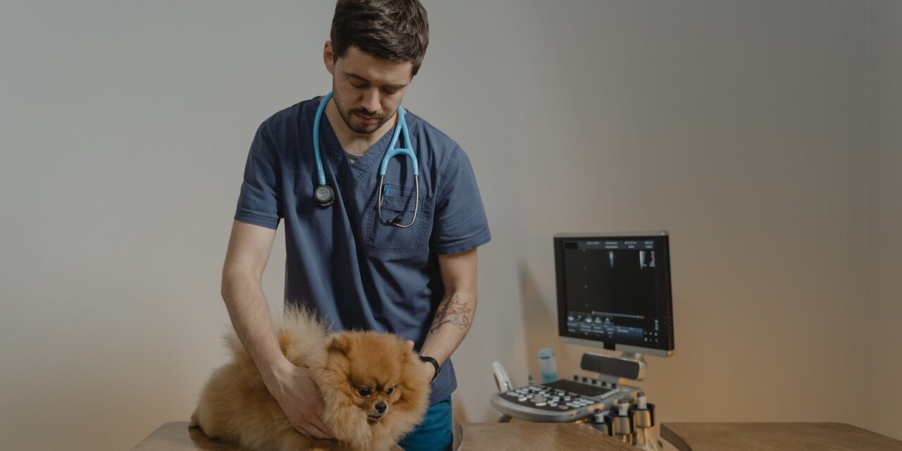 BVA Introduces Employment Hub to Aid Veterinary Professionals