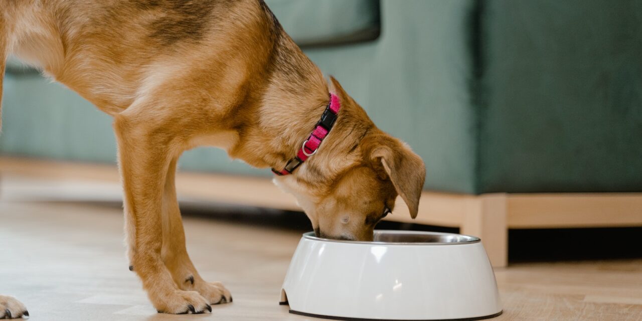 Principles Agency Chosen to Launch Good Dog Food’s Groundbreaking Cultivated Meat for Pets in Europe