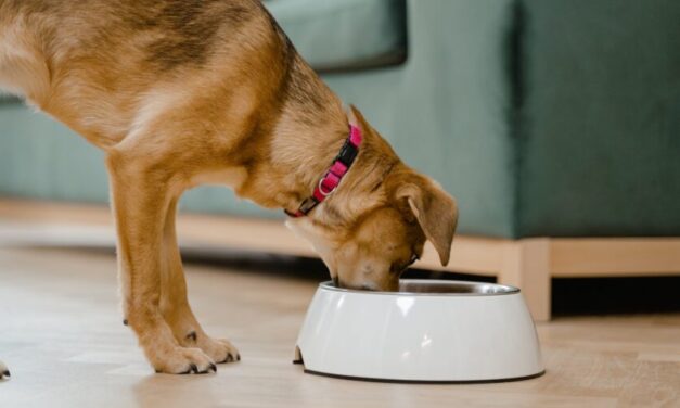 Bone Idol Academy Introduces New Canine Nutrition Courses for Pet Industry Professionals