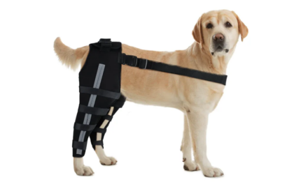 Crawlpaw Introduces High-Quality Dog Knee Brace for Enhanced Comfort and Safety