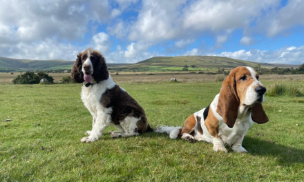 Preseli Hills Cottages Experiences Booking Increase Due to New Pet-Sitting Services