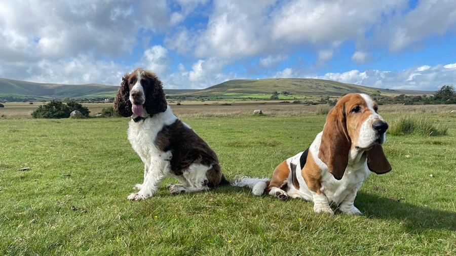 Preseli Hills Cottages Experiences Booking Increase Due to New Pet-Sitting Services