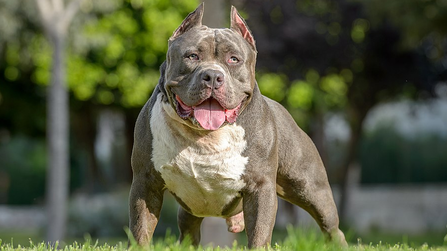 UK ban on American Bully XL dogs: what owners need to know