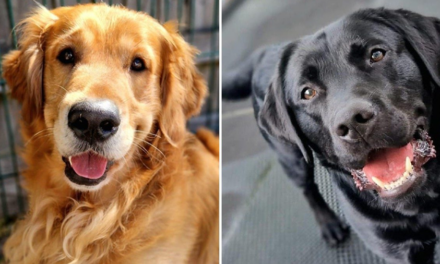 Guide Dogs Charity Quarantines Two Dogs Following Disease Test