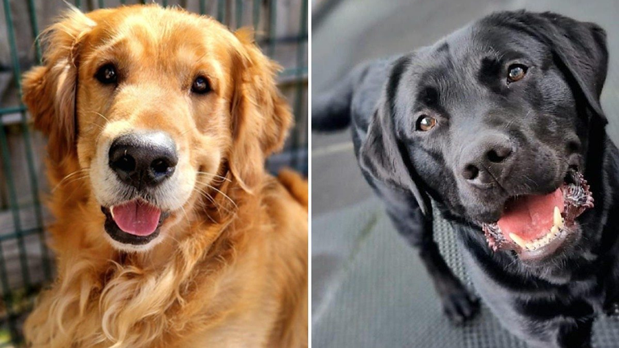 Guide Dogs Charity Quarantines Two Dogs Following Disease Test