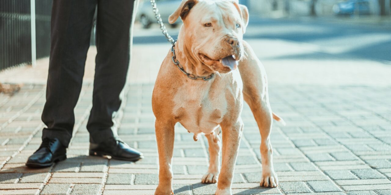 UK Prime Minister to Ban American XL Bully Dogs Following Recent Attacks