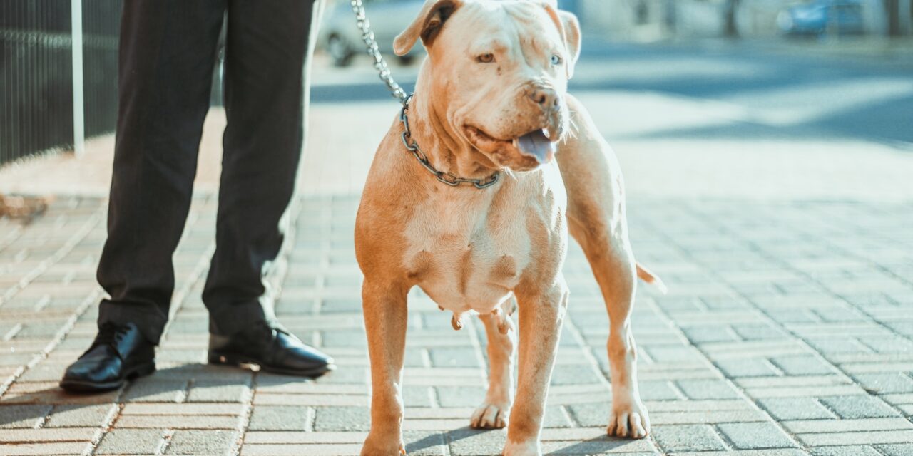 American XL Bully ban revealed in full as dogs will be illegal within 3  months