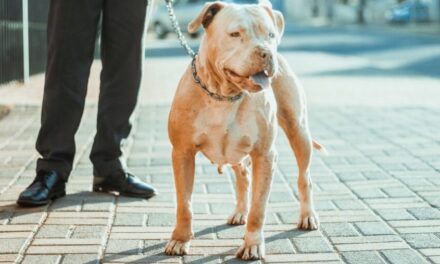 UK Prime Minister to Ban American XL Bully Dogs Following Recent Attacks