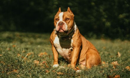 XL Bully Dog Attack in Brisley, Norfolk Leads to Police Intervention