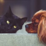 Pets Choice Appoints New Veterinary Business Unit Controller