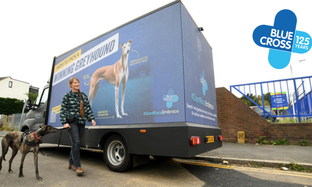 Blue Cross Advocates for the Welfare of Racing Greyhounds with New Campaign