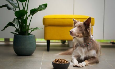 Pet Owners Prioritise Quality and Health Amidst Rising Pet Food Prices, Global Survey Finds