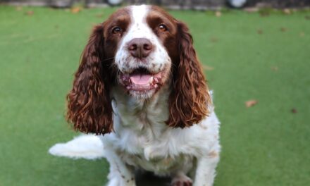 The Kennel Club Instigates a New DNA Testing Scheme for English Springer Spaniels