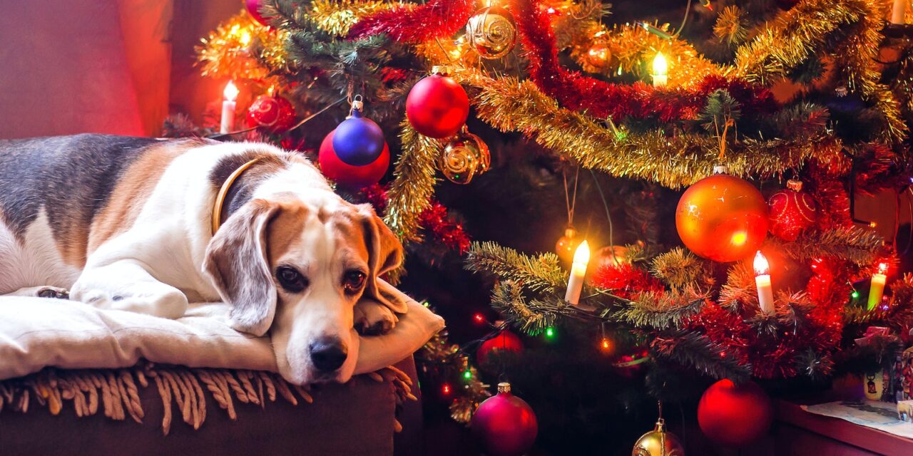 Birmingham Dogs Home releases Christmas single to support canine welfare