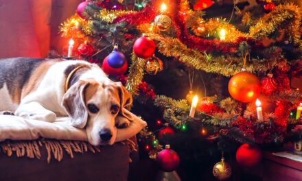 Birmingham Dogs Home releases Christmas single to support canine welfare