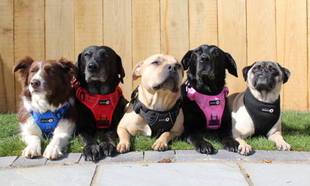 Woofles: Revolutionizing the UK Dog Harness Market