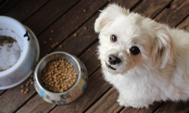 Pet Food Partnership Provide Over One Million Meals to UK Dogs and Cats