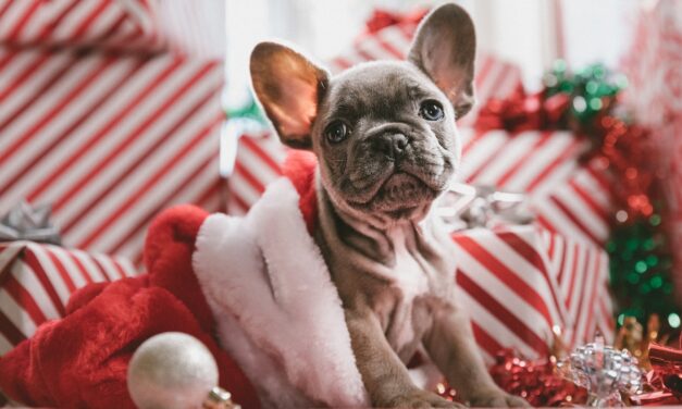 Christmas joy for pets: Jollyes’ survey unveils festive insights