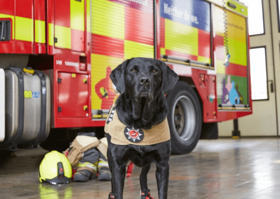 British Fire Investigation Dog Honoured with PDSA Medal