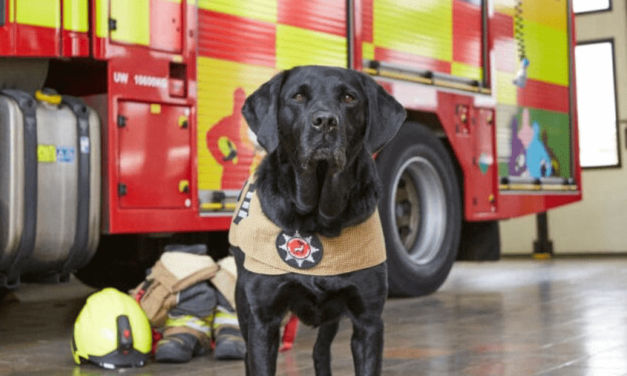 British Fire Investigation Dog Honoured with PDSA Medal
