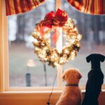 Animal Friends Initiative: Supporting Local Pet Charities this Christmas