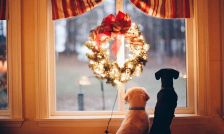 Animal Friends Initiative: Supporting Local Pet Charities this Christmas