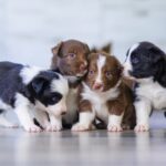 The Kennel Club Urges Breeders to Raise Any Concerns Over New Import Restrictions