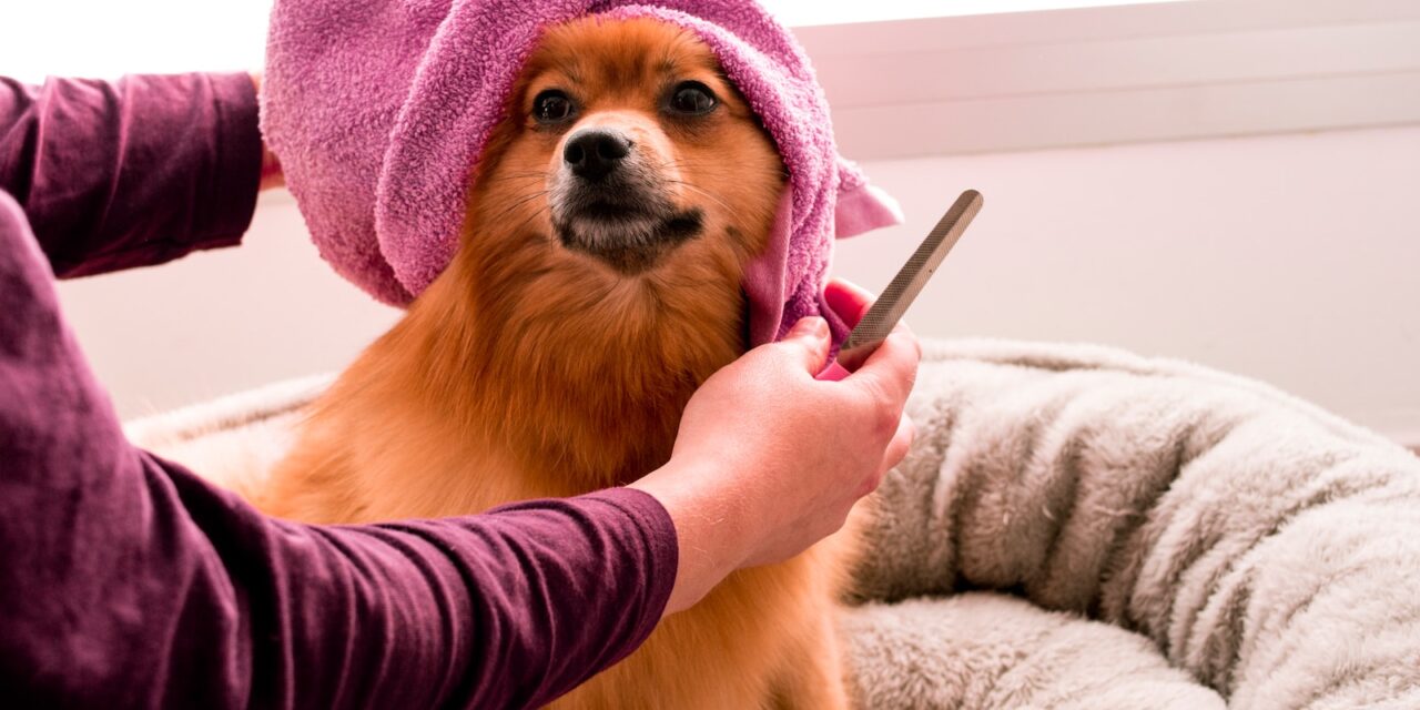 BBC documentary reveals story of dog groomer whose TikTok account was hacked