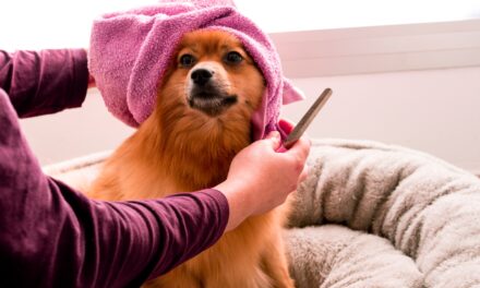 BBC documentary reveals story of dog groomer whose TikTok account was hacked