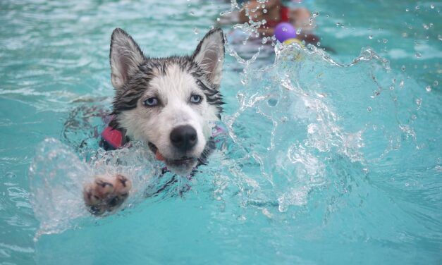 New Dog Therapy and Fitness Pool to Open in West Cheshire