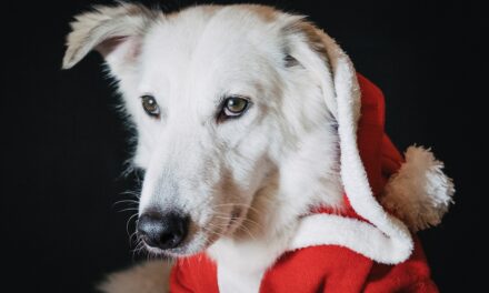 Pet Insurance Experts Warn of Christmas Hazards for Pets