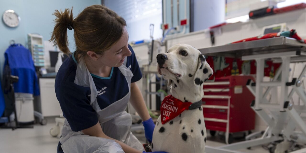 Vets Now Braces for 79% Surge in Christmas Emergencies