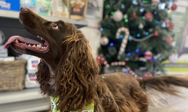 Edinburgh Dog and Cat Home’s Urgent Winter Appeal Supported by ‘Ambassadog’ Hunter