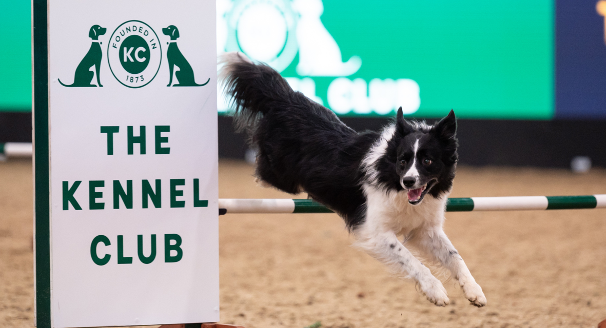 Top Dogs Excel at London International Horse Show’s Agility Competitions