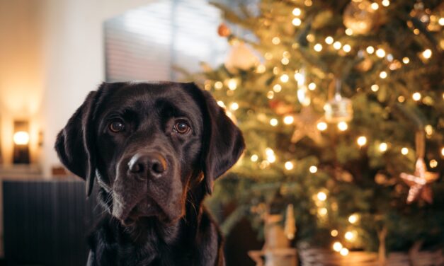 Specialist Pet Insurers Share Tips for Pet-Safe Christmas Trees