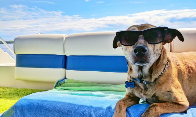 UK Pet Owners Spending £140 a Week on Pet Holiday Care