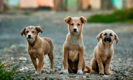 Global Report Reveals Alarming Pet Homelessness Crisis: 1 in 3 Pets Affected