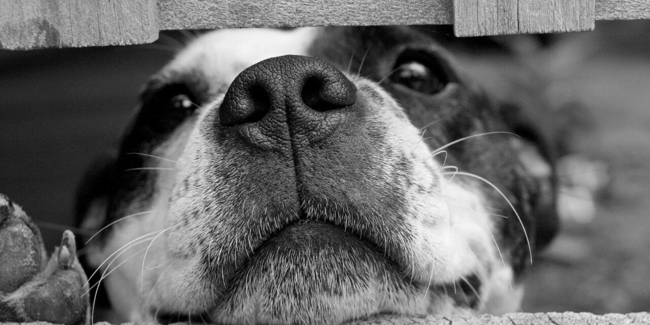 The Impact of the XL Bully Ban on Boarding Kennels and Dog Care Services