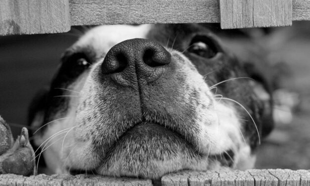 The Impact of the XL Bully Ban on Boarding Kennels and Dog Care Services