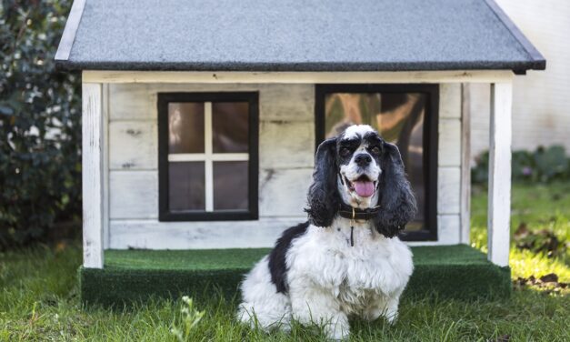 Expert Advice: Creating Safe Kennels and Catteries for Pets and Humans