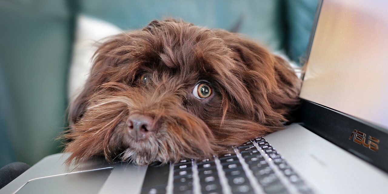 Pet Industry Federation Unveils Webinar Schedule to Boost Professional Development