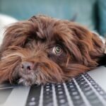 Pet Industry Federation Launches New Job Board for Pet Businesses