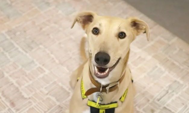 Ruggable Joins Forces with Dogs Trust to Help Rescue Dogs