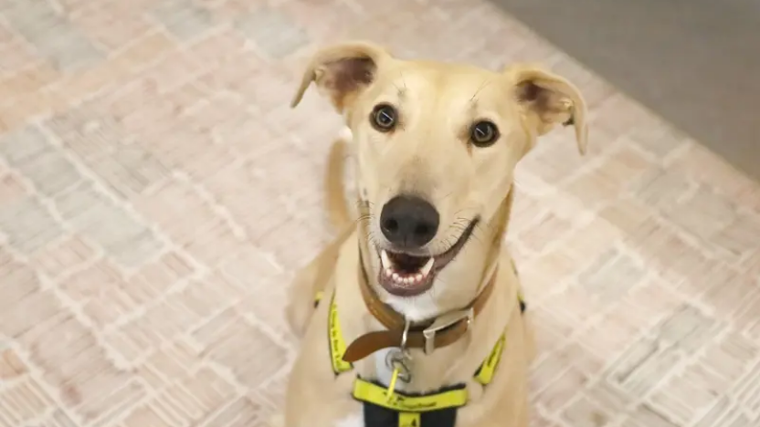 Ruggable Joins Forces with Dogs Trust to Help Rescue Dogs
